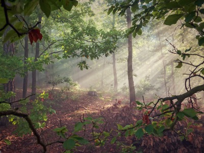 Lost in a fairytale forest --- Ztracen v pohádkovém lese