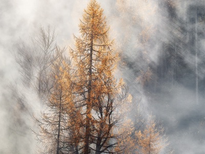 In the misty glow --- V mlžné záři