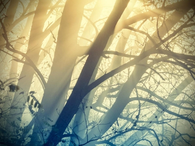 Forest painting --- Les maluje