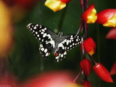 A butterfly --- Motýl